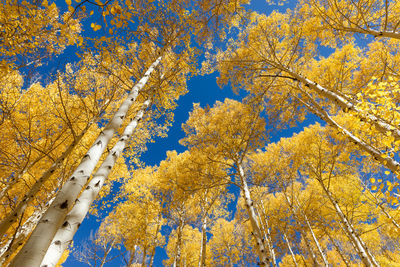 Low angle view of tree against sky