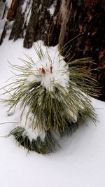 Close-up of frozen flower during winter