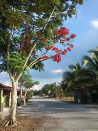 Road along trees