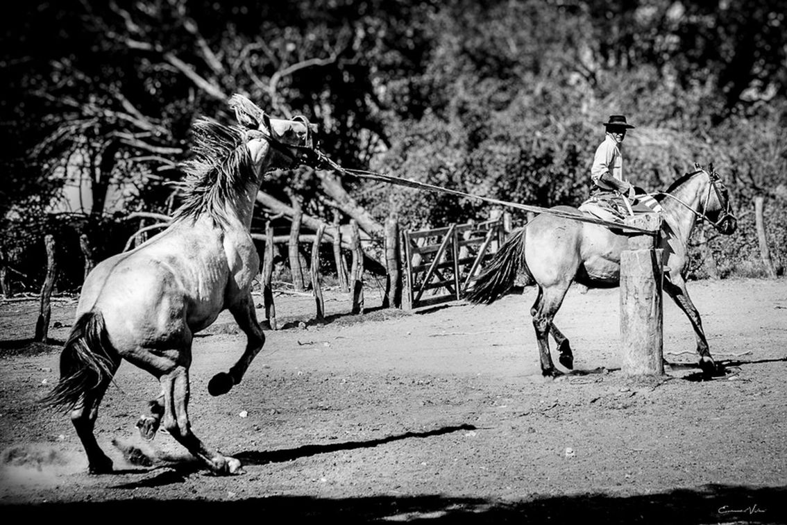 HORSE ON THE GROUND