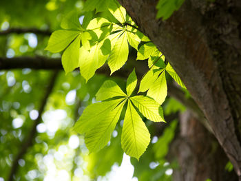 Close-up of green leaves on tree trunk