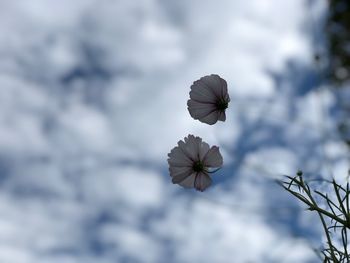 Low angle view of flowering plant