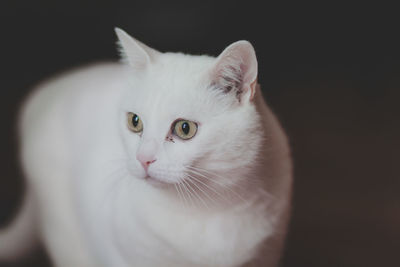 Close-up of cat