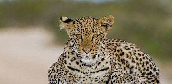 Young leopard in etosha, a national park of namibia