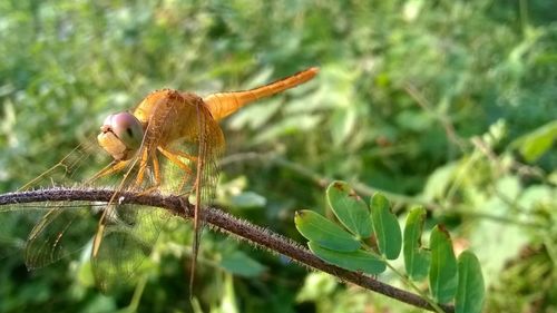 Close-up of insect on plant