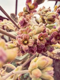 Close-up of pink cherry blossom