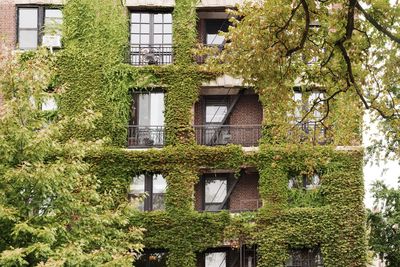 Low angle view of tree and building