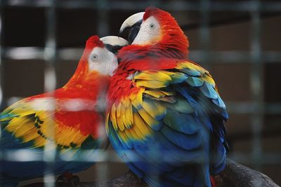 Close-up of parrot in cage