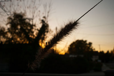 Close-up of silhouette plant against sky at sunset