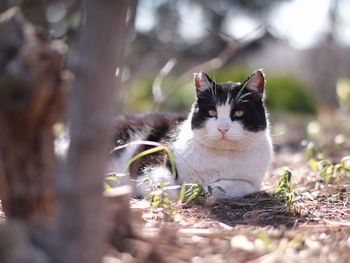 Portrait of cat on street