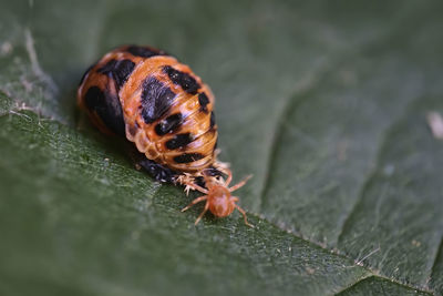 Close-up of insect