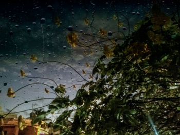Close-up of wet leaves at night
