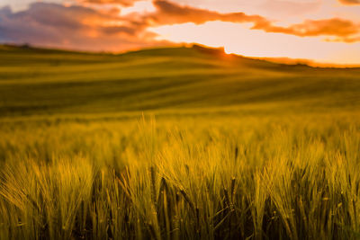 Scenic view of field against sky during sunset