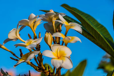 Close-up of yellow flowering plant against blue sky