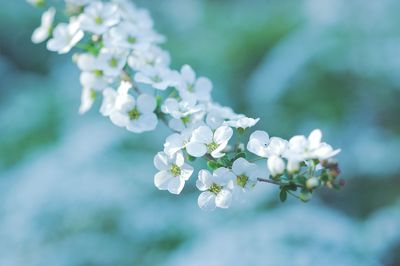 Close-up of white cherry blossom