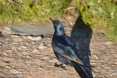 Close-up of bird perching on ground