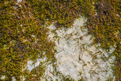 High angle view of moss growing in water