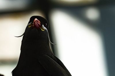 Close-up of bird perching outdoors