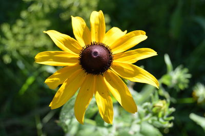 Close-up of yellow flower