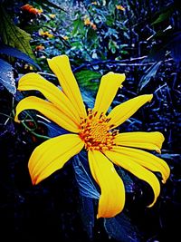 Close-up of yellow flower