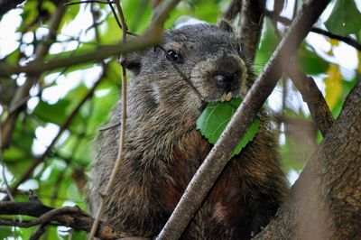 Close-up of groundhog sitting on tree trunk