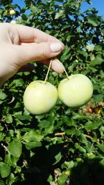 Close-up of hand holding fruit