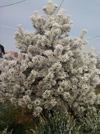 Low angle view of flowers against sky