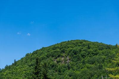 Low angle view of trees against blue sky