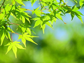 Close-up of fresh green leaves