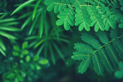 Fresh tropical green leaves background. botanical hawaii nature. natural lush greenery texture