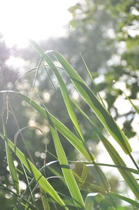 Close-up of raindrops on grass