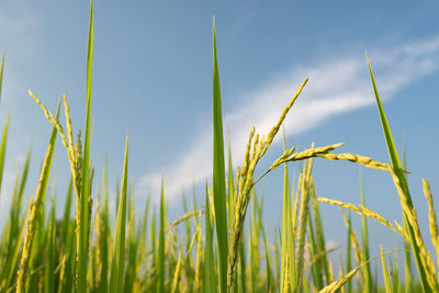 Close-up of crops growing on field against sky