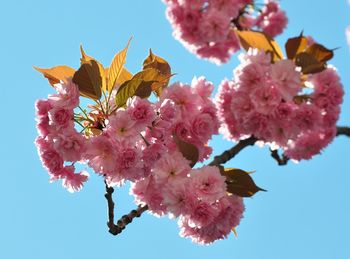 Low angle view of pink flowers