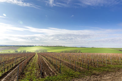 Scenic view of agricultural field against sky
