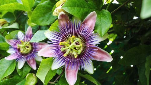 Close-up of purple flowering plant