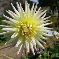 Close-up of yellow flower blooming outdoors