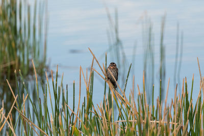 Bird perching on grass in lake