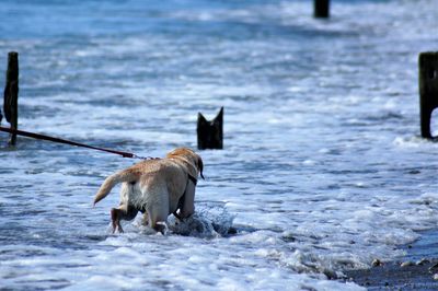 Full length of a dog in water