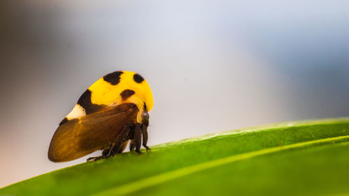 Close-up of butterfly on leaf