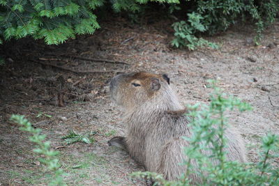 Capybara sitting on field in a forest