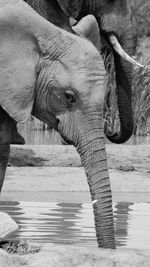 Close-up of elephant