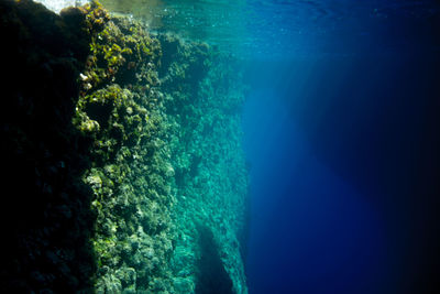 View of coral swimming in sea