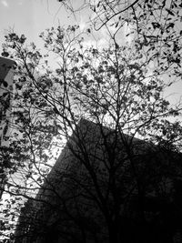 Low angle view of trees against sky