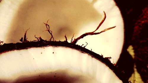 Close-up of insect on plant