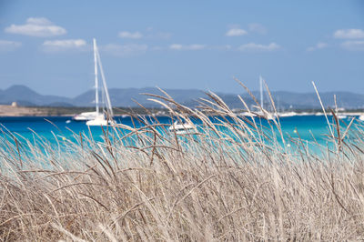 Sailboats in sea against sky