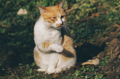 Cat sitting on a field