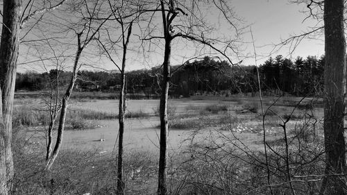 Bare trees on landscape against sky