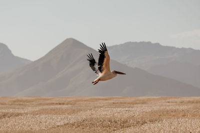 Bird flying over a land