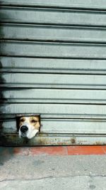 Close-up of dog trying to come out of hole