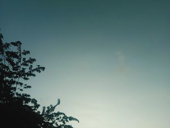 Low angle view of tree against sky